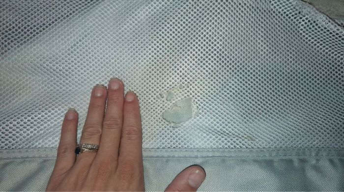 Cododo aubert - photo numéro 3