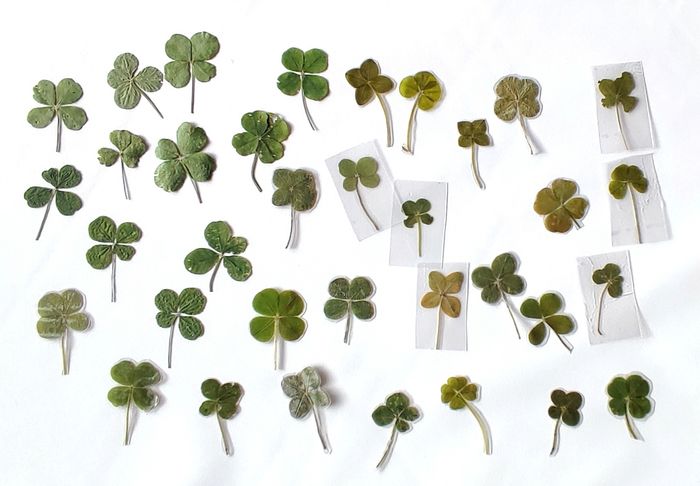 Trèfles à 4, 5 et 6 feuilles - photo numéro 2
