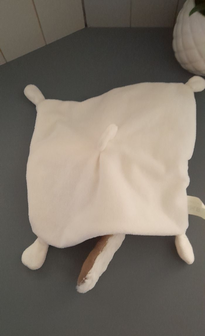 Chien Tex baby - photo numéro 4