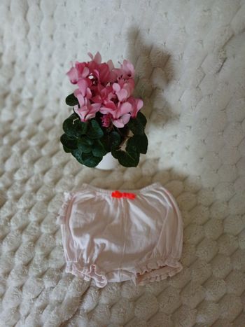 Bloomer rose