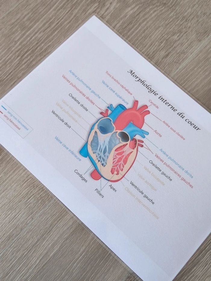 Kit anatomie du coeur - photo numéro 9