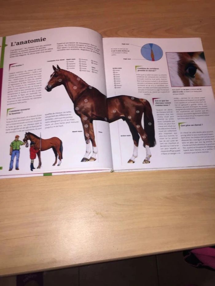 Livre les chevaux en bon état à 4 euros - photo numéro 2