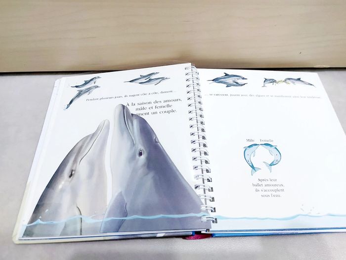 📚 Livre mes premières découvertes : Le dauphin - photo numéro 5