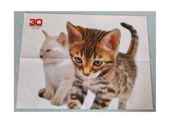 Poster chats / oiseau.