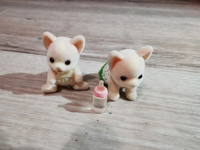 Bébés chihuahua