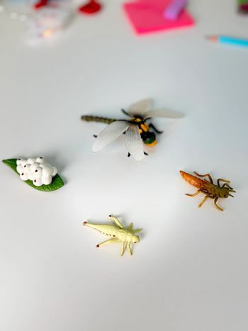 Cycle de vie: Figurines de la Libellule (Langage, sciences.)