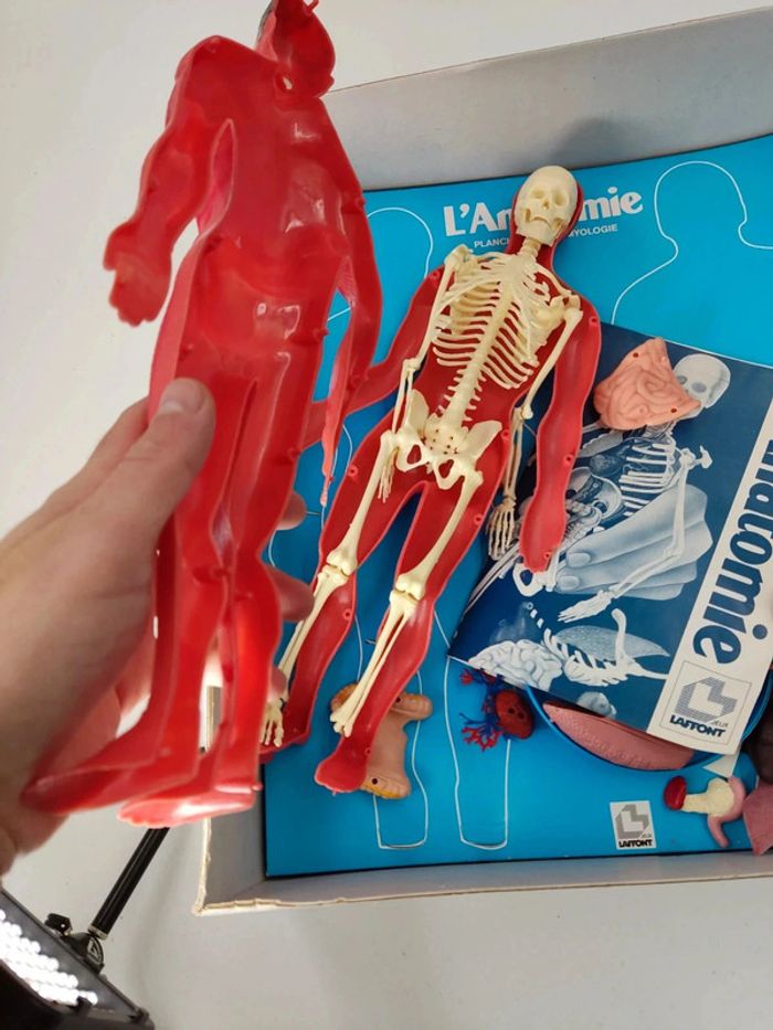 L'anatomie / Corps Humain / 1987 vintage Laffont semble complet voir photos - photo numéro 6