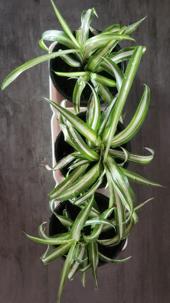 Plante a - photo numéro 3