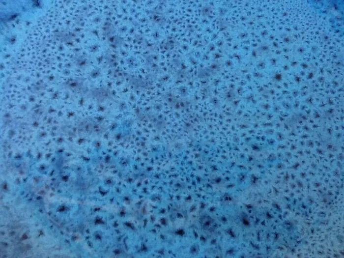 Coupelle de présentation Céramique émaillée, mouchetée bleu marin - photo numéro 2