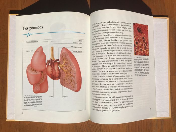 Les poumons et la respiration - Collection « Le corps humain » - photo numéro 3
