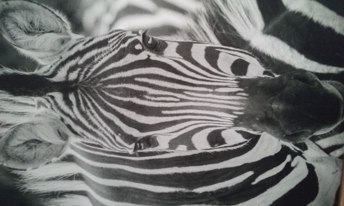 Toile sur cadre zèbre - photo numéro 2