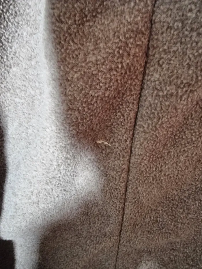 Manteau - photo numéro 4