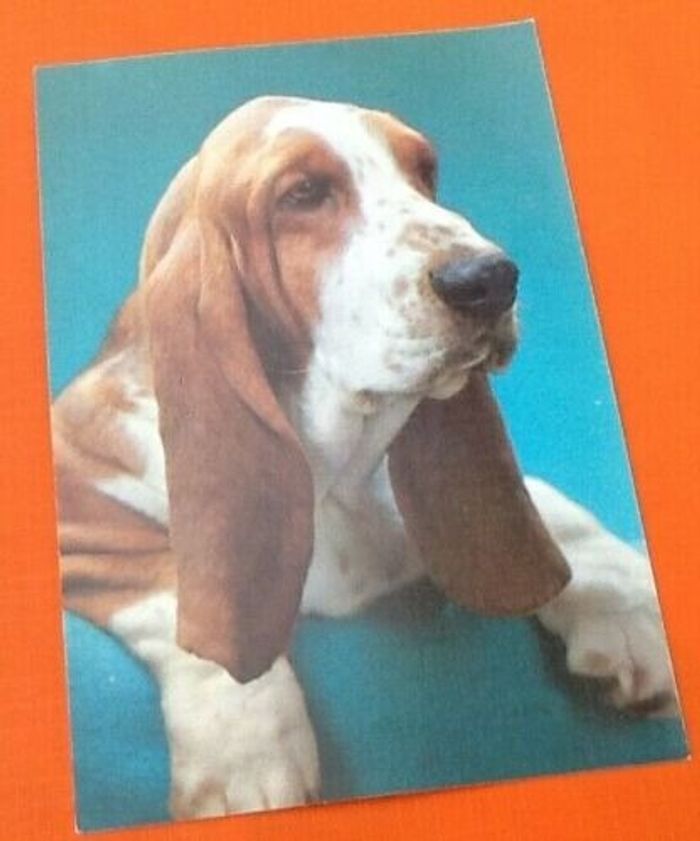 Carte postale Chien (Basset) N° 2084 Editions Vikingo - photo numéro 3