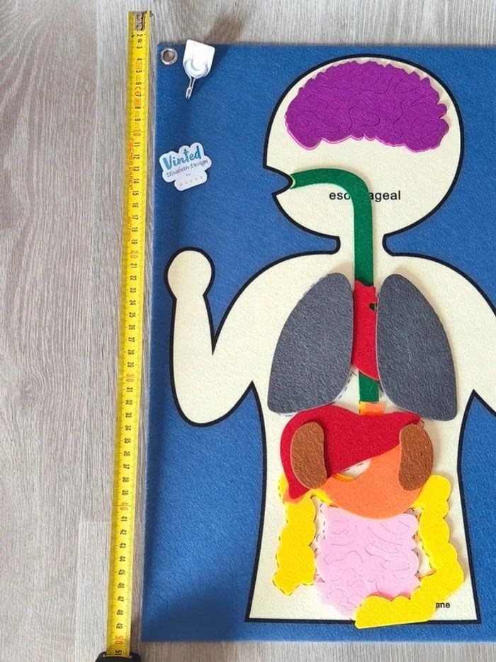 Accessoire pédagogique des organes du corps à accrocher - photo numéro 3