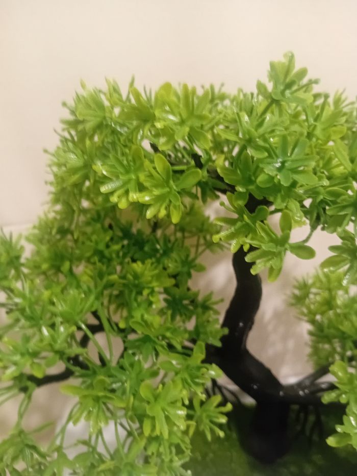 Arbuste bonsaïs - photo numéro 2