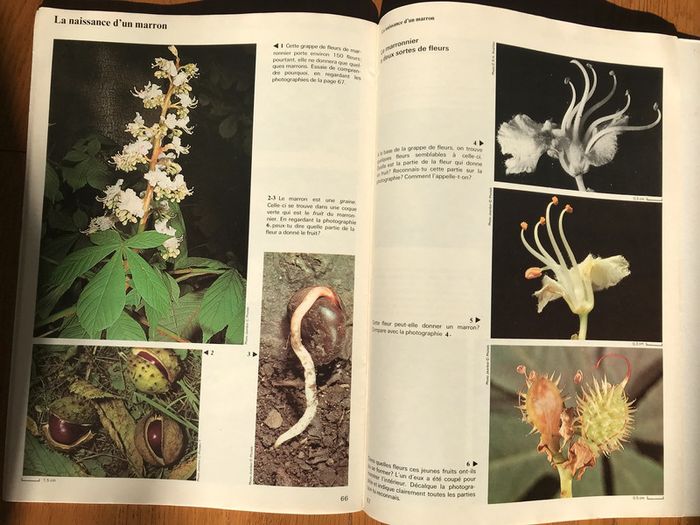 La vie des plantes - Collection Raymond Tavernier - photo numéro 5