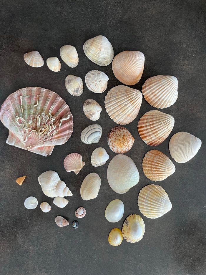 Coquillages