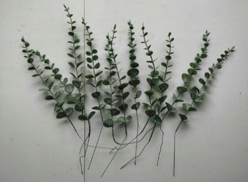 Eucalyptus