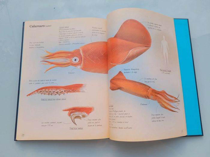 Très beau livre grand format : 🦈 Les Animaux Marins du Monde 🐋 Grenouille éditions - photo numéro 10