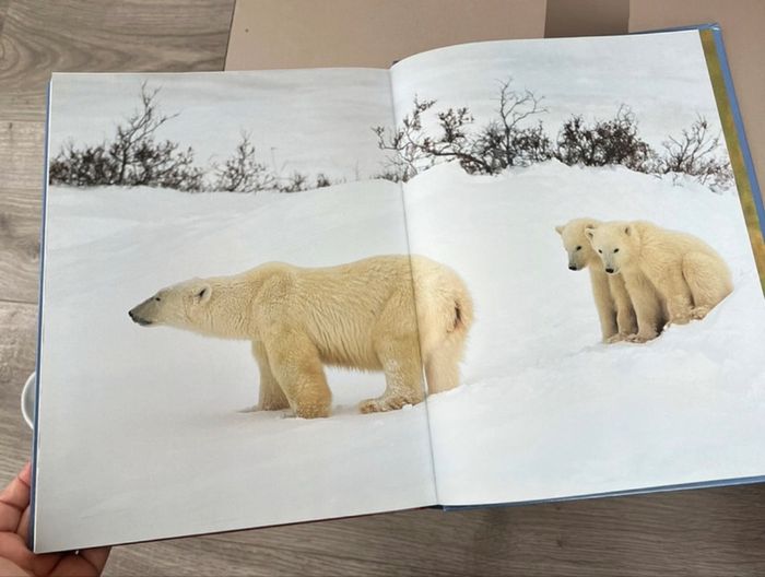 Livre les bébés animaux - photo numéro 7