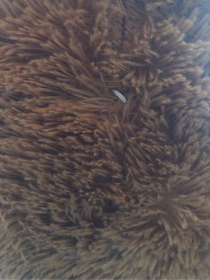 Grosse peluche nounours - photo numéro 7