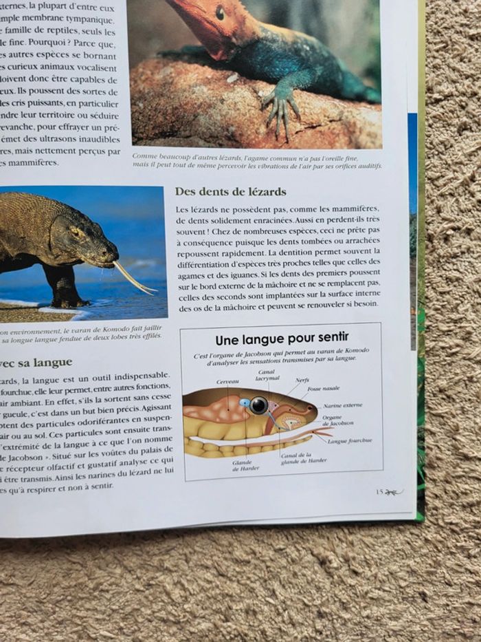 Livre documentaire enfant Une grande famille de reptiles, les lézards Atlas Junior des Animaux - photo numéro 8