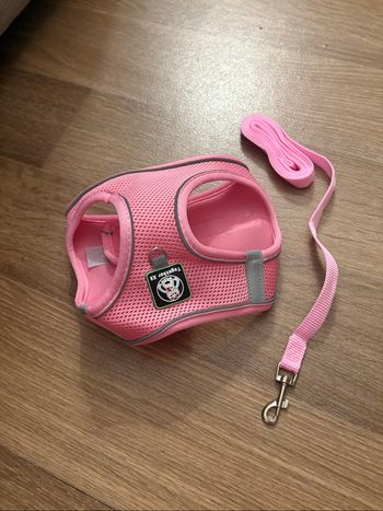 harnais pour chiot + laisse