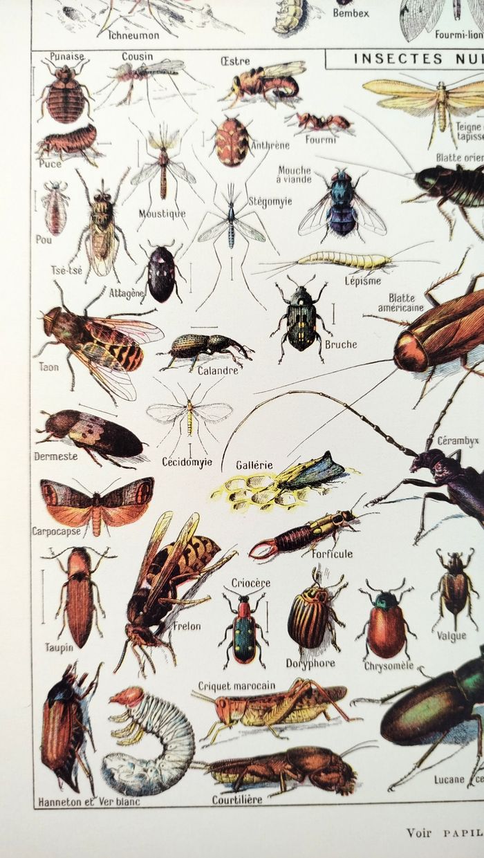 🐞 Affiche sur les insectes, d'après une lithographie de 1928 - photo numéro 4