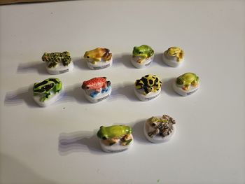 Fève grenouille 🐸
