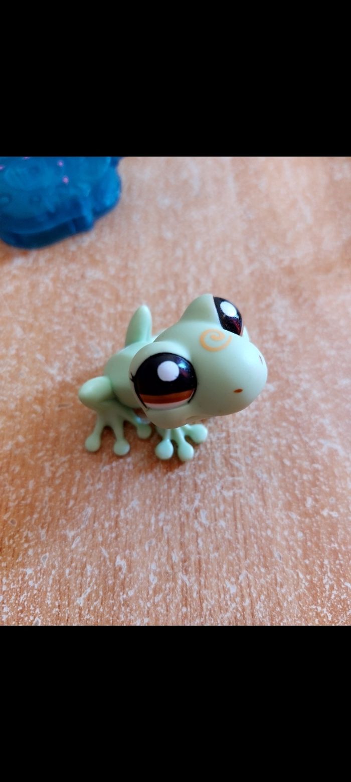 Pet shop grenouille - photo numéro 3