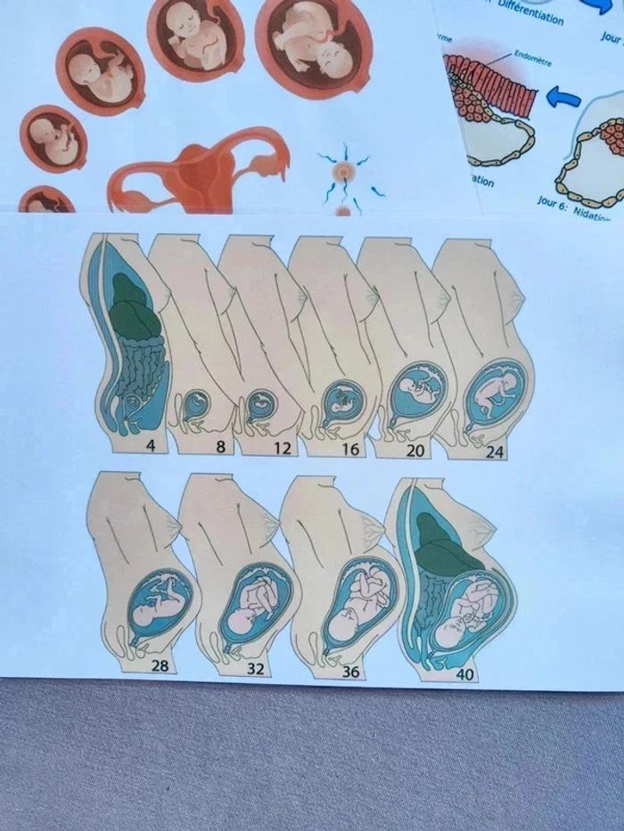 Développement embryonnaire et fœtal - photo numéro 2