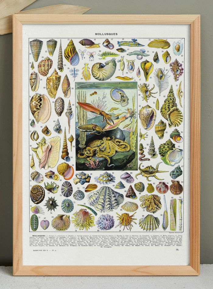 🐚 Affiche sur les coquillages et mollusques, d'après une lithographie de 1928