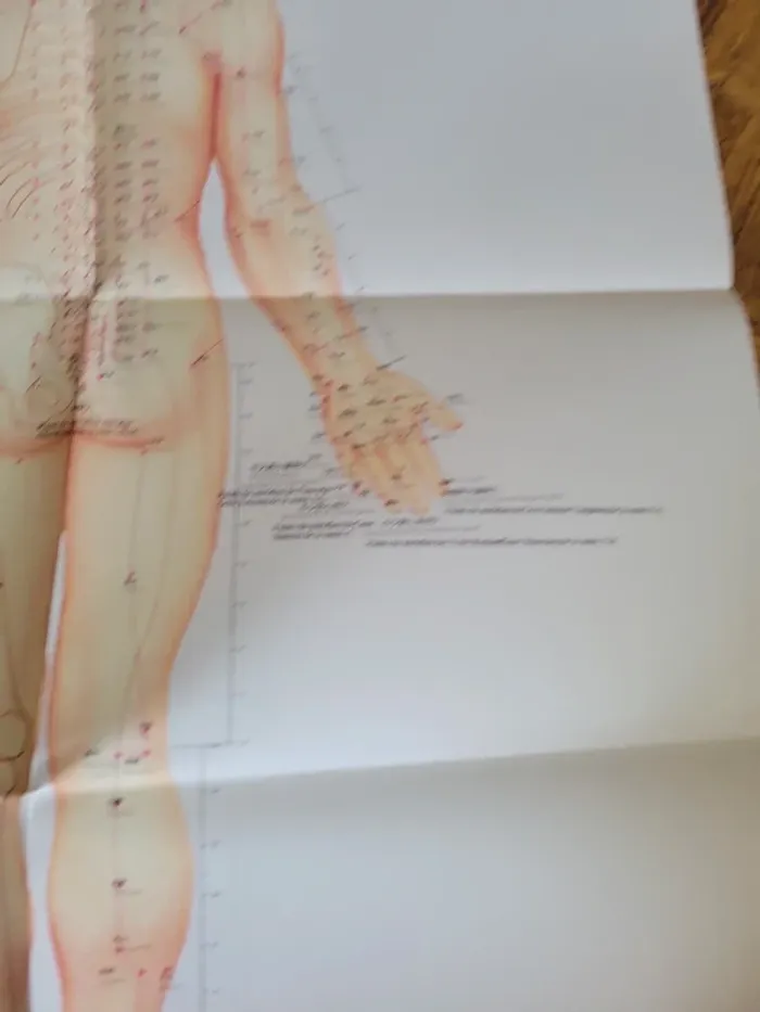Localisation officielle des points d' acupuncture - photo numéro 10