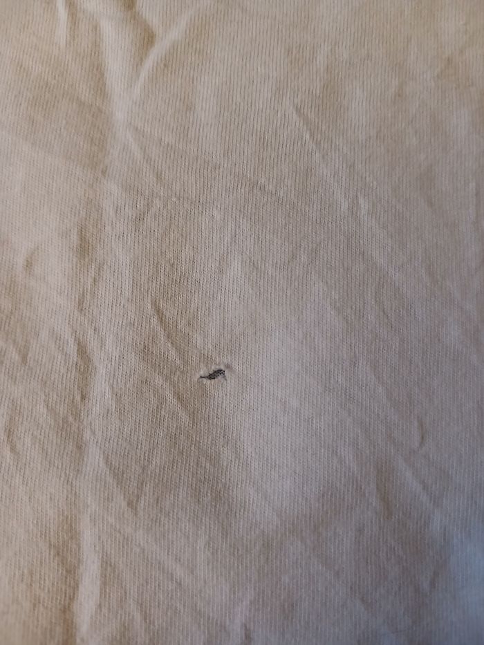 Tshirt reine des neiges 4 ans - photo numéro 6