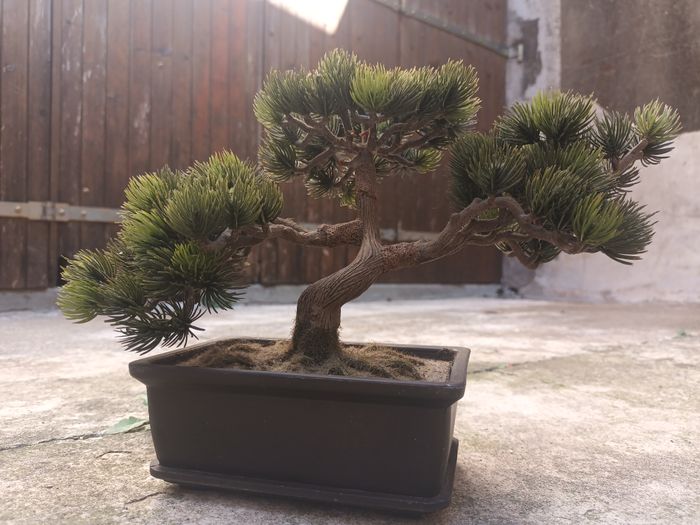 magnifique arbre vintage bonsai pin conifère déco - photo numéro 6