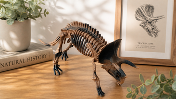 🦕 Maquette dinosaure Triceratops – Squelette – Très bon état