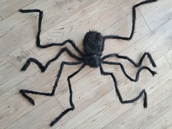 Énorme araignée de 1 mètre. Décor halloween