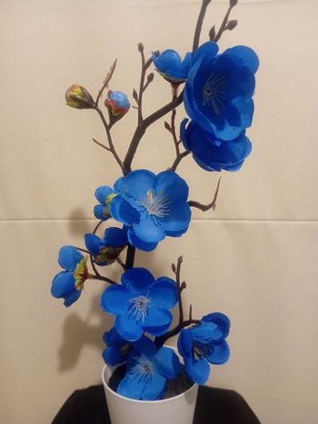 Arbuste fleurs de cerisiers 