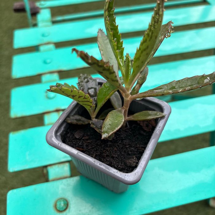 Superbe bouture Kalanchoe daigremontiana, plantes-mères ou Mère de milliers. - photo numéro 4