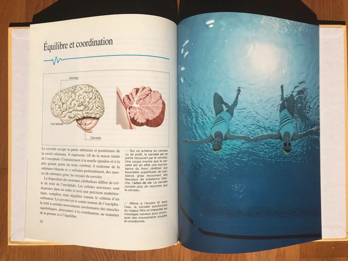 Le cerveau et le système nerveux - Collection « Le corps humain » - photo numéro 3