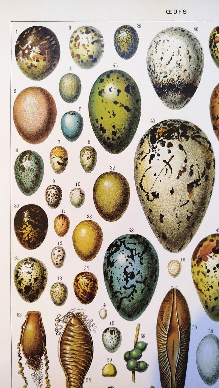 Affiche sur les oeufs, d'après une lithographie de 1928 - photo numéro 2