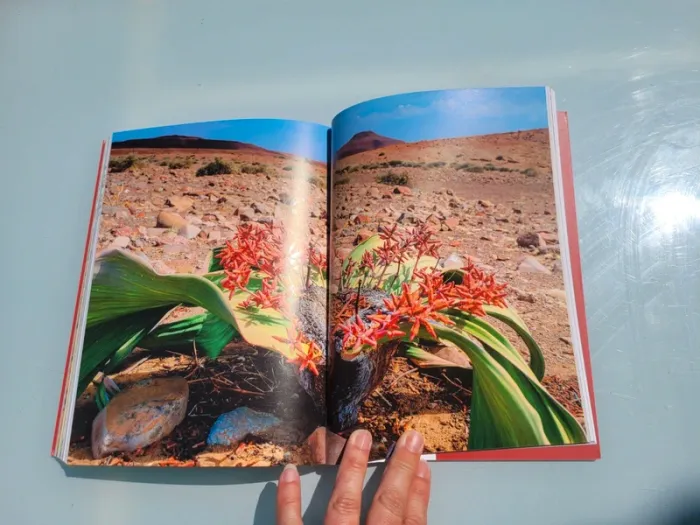 Livre 🌳 Sacrés Arbre🌴 Michel Beauvais (92) - photo numéro 6