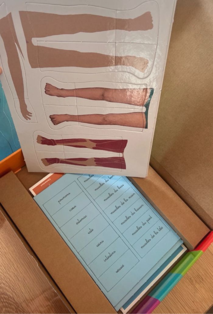 Jeu montessori le corp humain - photo numéro 3
