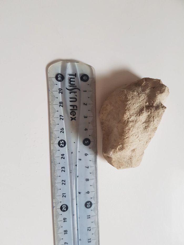 Fossils de coquillages - photo numéro 6