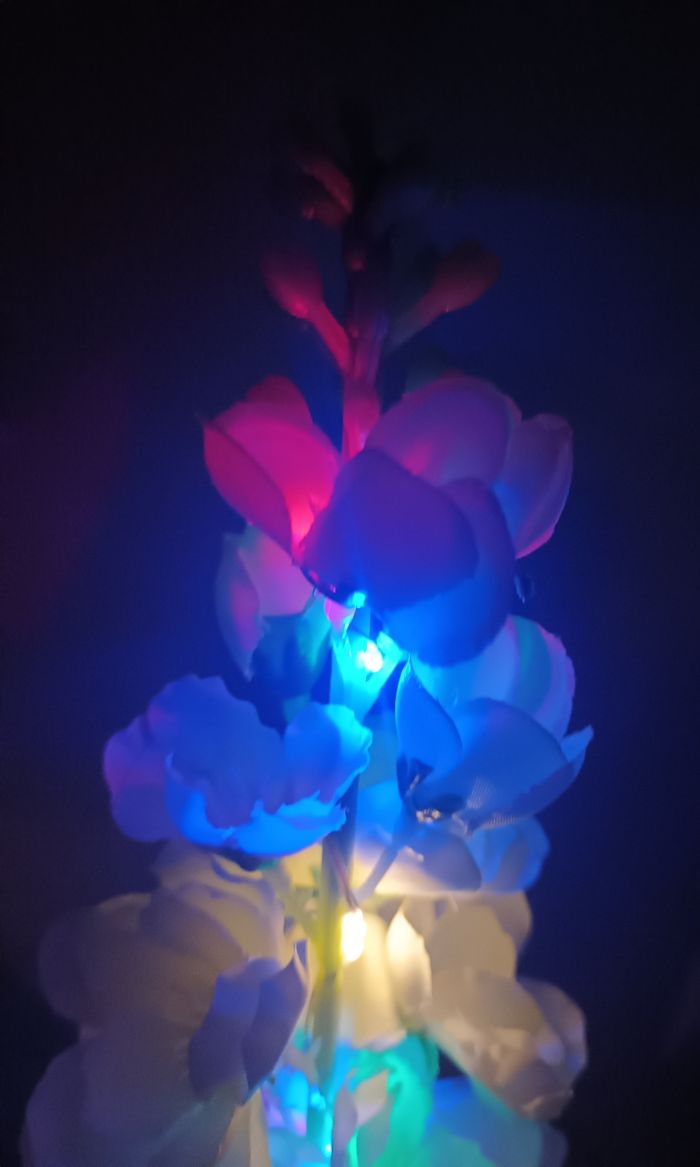 Fleurs solaire - photo numéro 3