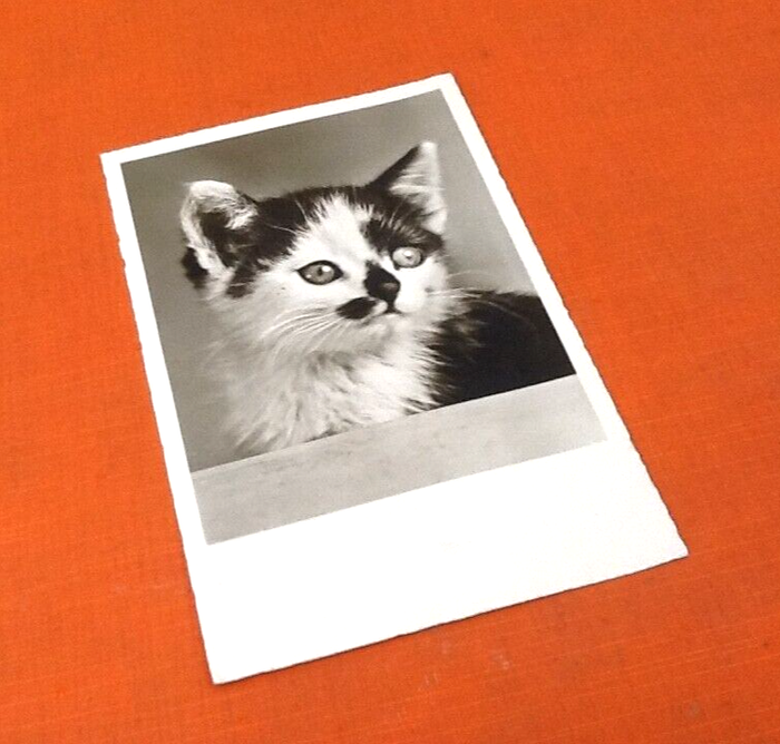 Carte postale ancienne Chat Photographie Echte (réelle) Editeur Amag 69517 - photo numéro 4