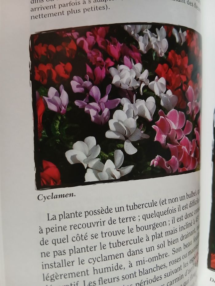 Neuf: Livre " Fleurir son balcon" Jardinage pratique - photo numéro 4