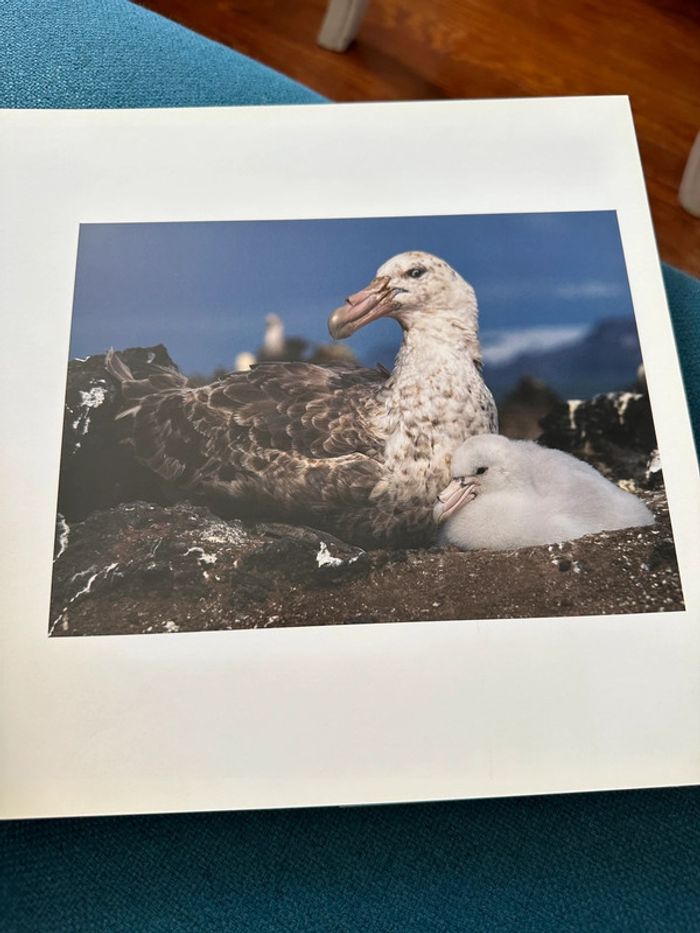 Livre Antarctica Alerte sur la planète Sébastian Copeland Antarctique Luc Besson Leonardo DiCaprio - photo numéro 5