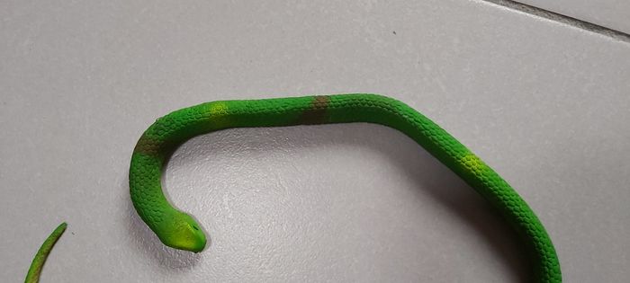 Serpent - photo numéro 4