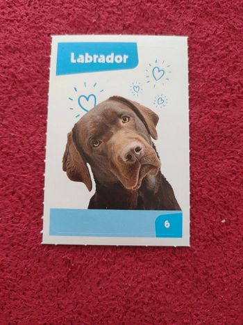 Carte nos amies les bêtes